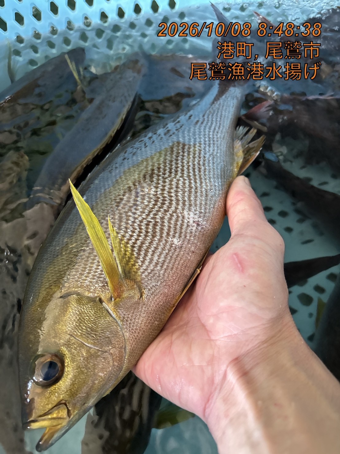（活〆神経抜き）イサキ　約４００ｇ～５００ｇ　１尾　三重県尾鷲港