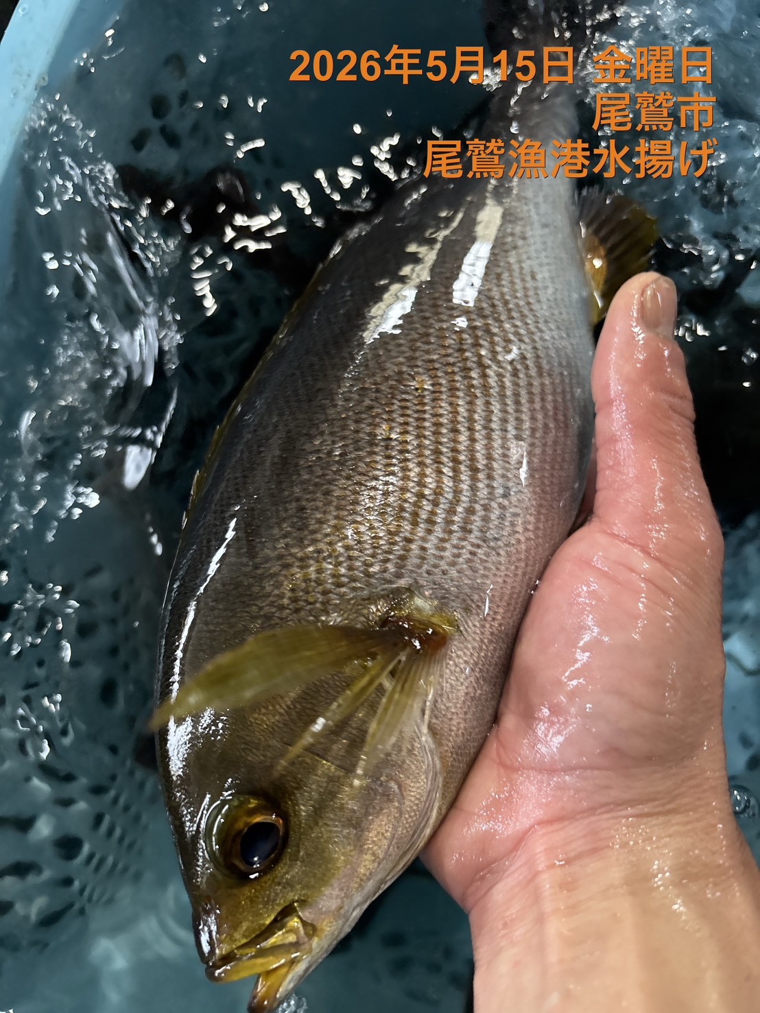 （活〆神経抜き）イサキ大　約７００～８００ｇ　１尾　三重県尾鷲港