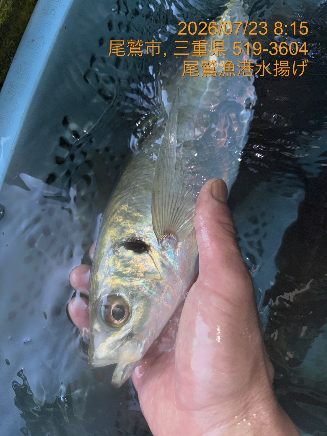 （活〆神経抜き）マアジ　約４００ｇ～５００ｇ　１尾　三重県尾鷲港