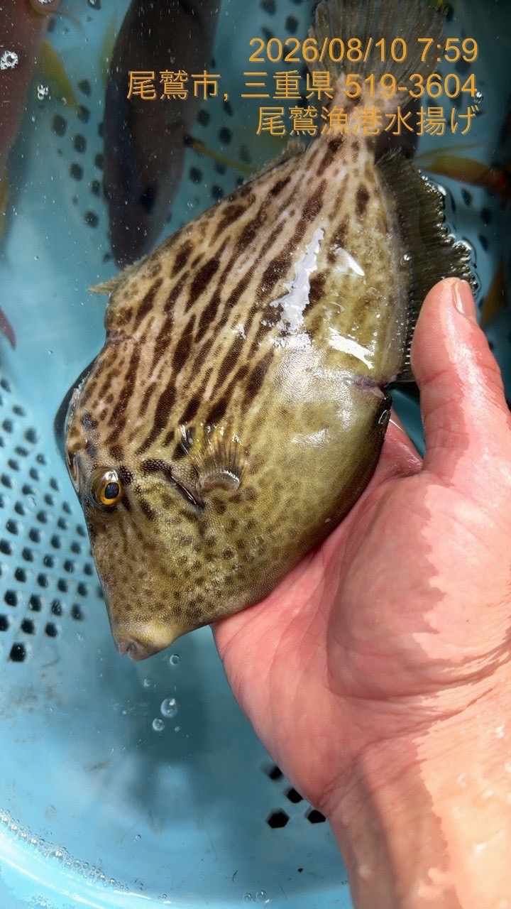 （活〆神経抜き）カワハギ　約１５０ｇ～２００ｇ　１尾　三重県尾鷲港