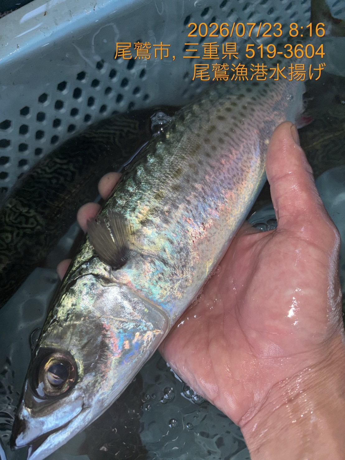 （活〆神経抜き）ゴマサバ　約４００ｇ～６００ｇ　１尾　三重県尾鷲港