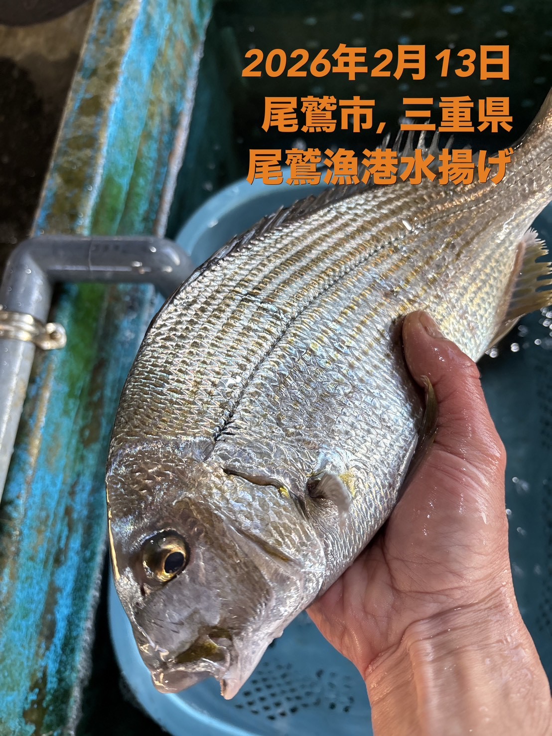 （活〆神経抜き）ヘダイ　約８００ｇ～１ｋｇ　１尾　三重県尾鷲港