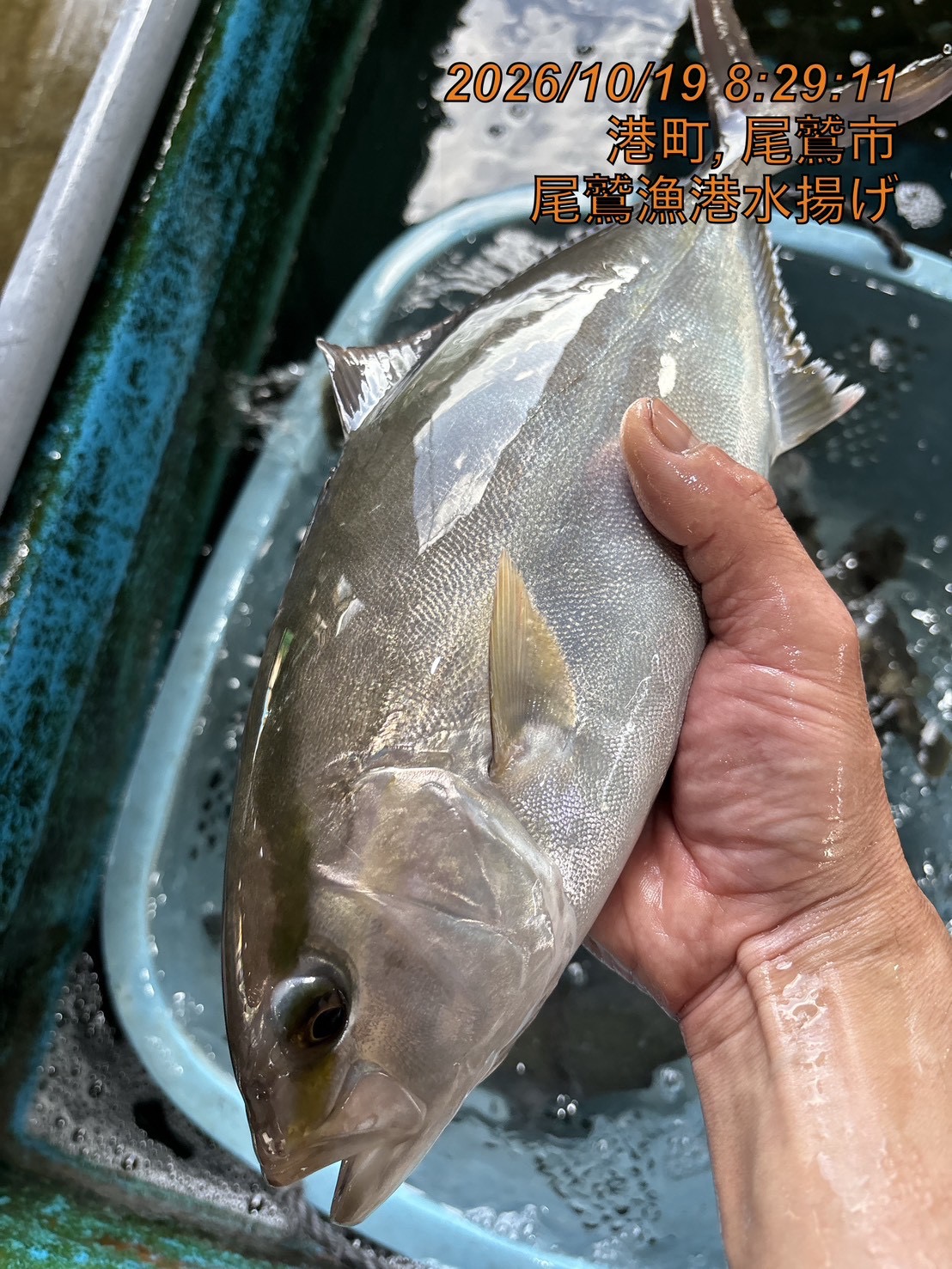 （活〆神経抜き）天然カンパチ（シオ）　約１ｋｇ～１．３ｋｇ　１尾　三重県尾鷲港