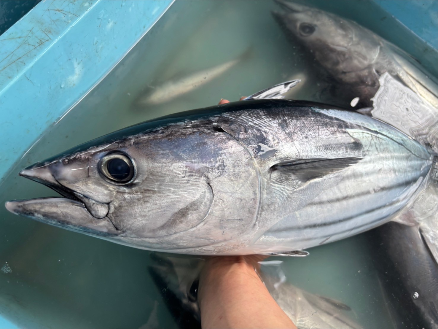 カツオ　約３ｋｇ～３．５ｋｇ　１尾　三重県尾鷲港