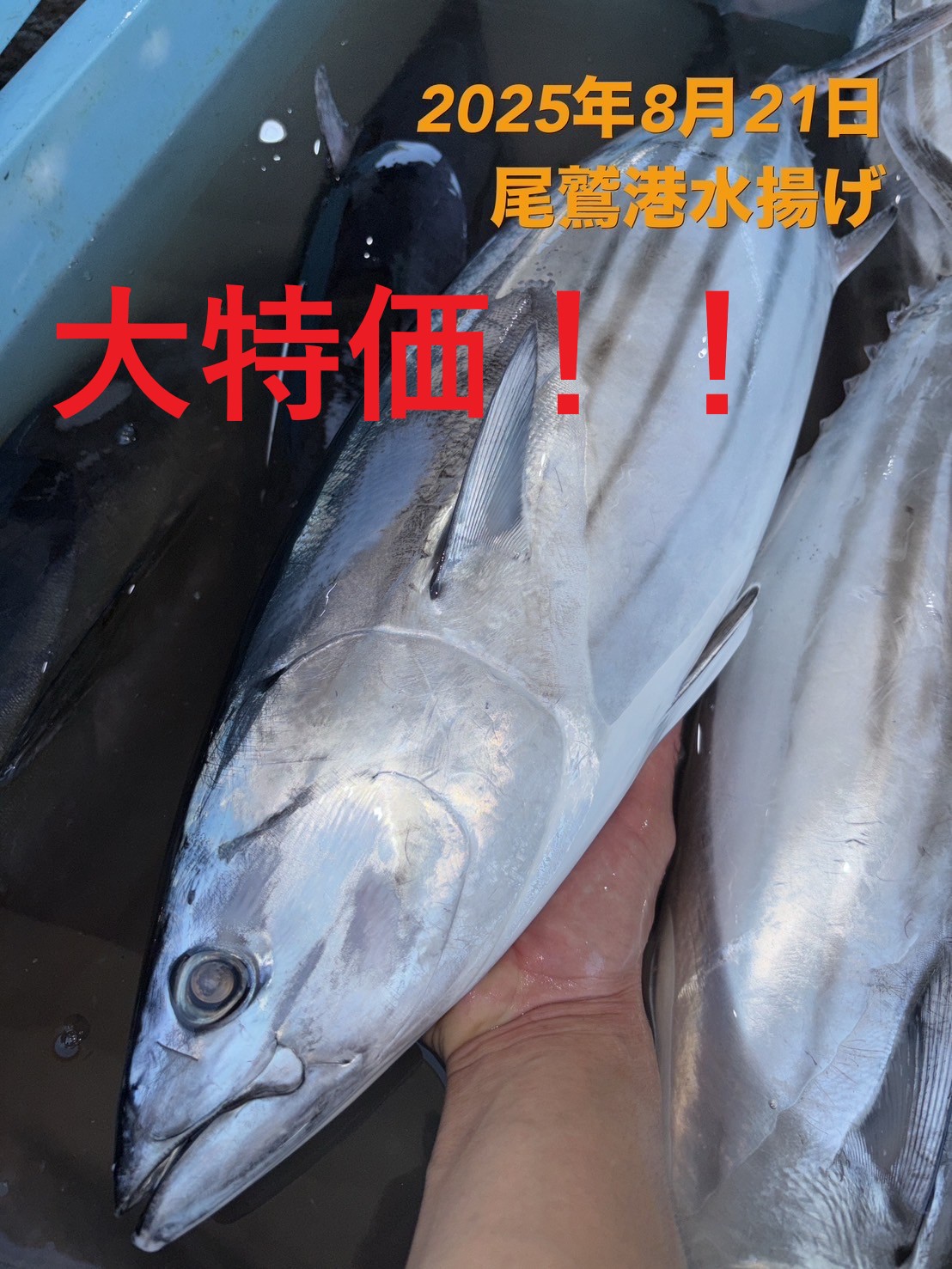 大判カツオ　約６ｋｇ～７ｋｇ　１尾　三重県尾鷲港