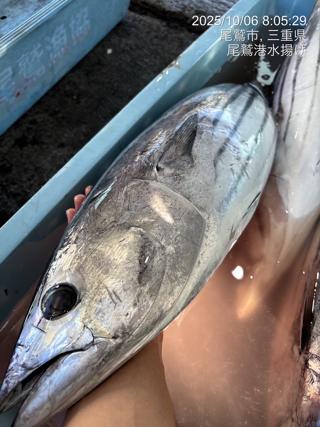 大判カツオ　約７ｋｇ～８ｋｇ　１尾　三重県尾鷲港
