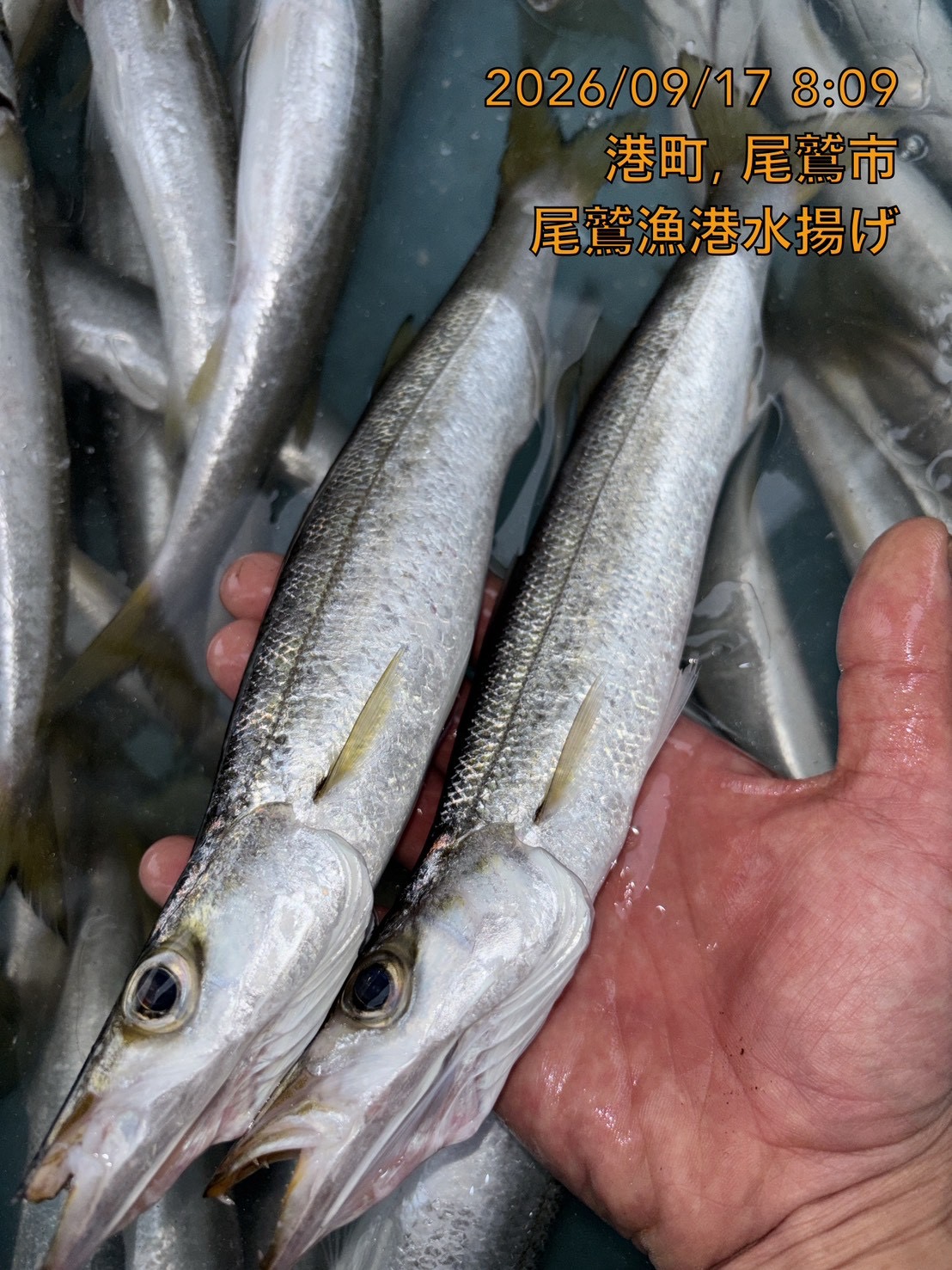 アカカマス　約１５０ｇ～２００ｇ　１尾　三重県尾鷲港