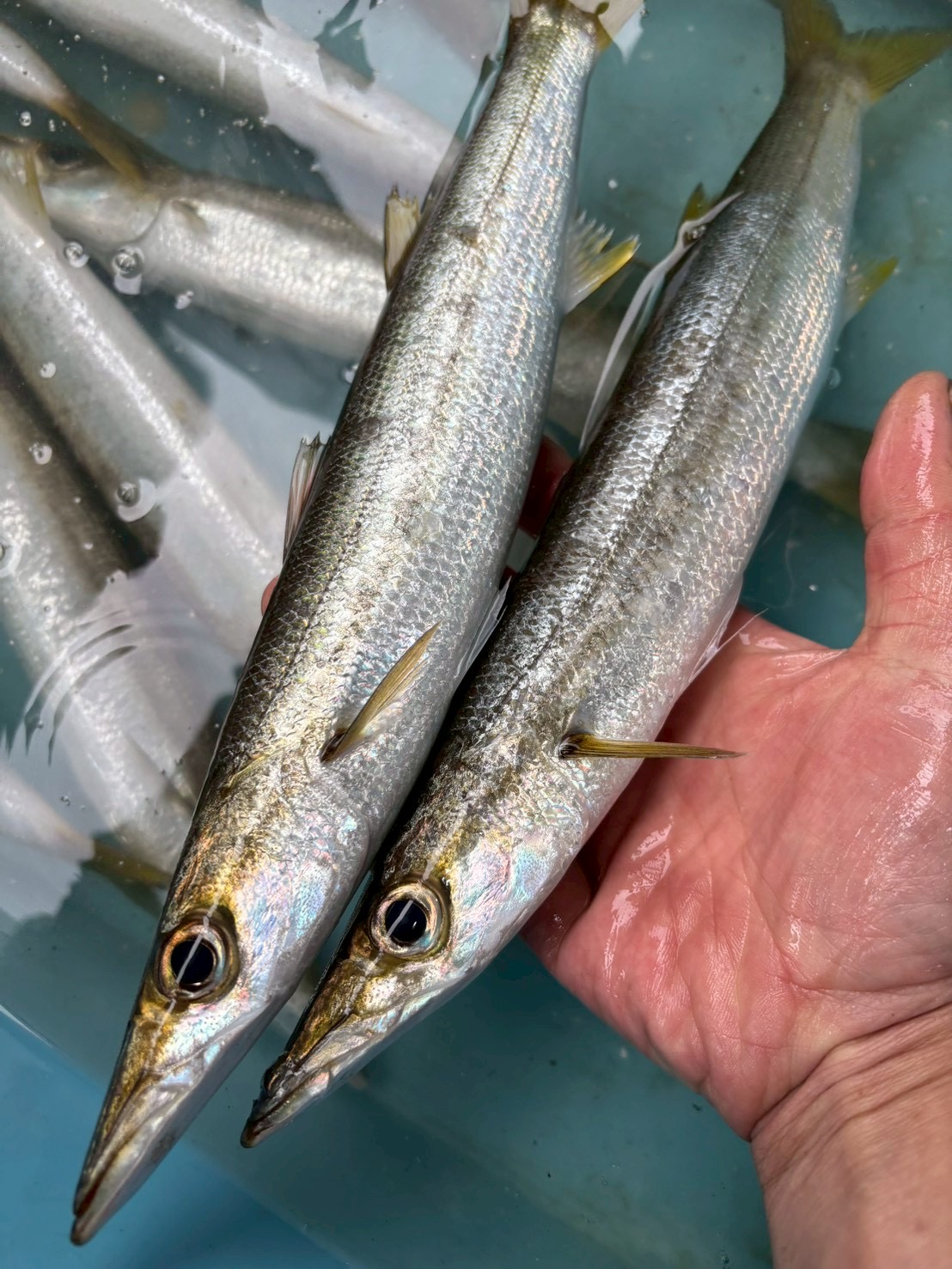 アカカマス　約２００ｇ～２５０ｇ　１尾　三重県尾鷲港