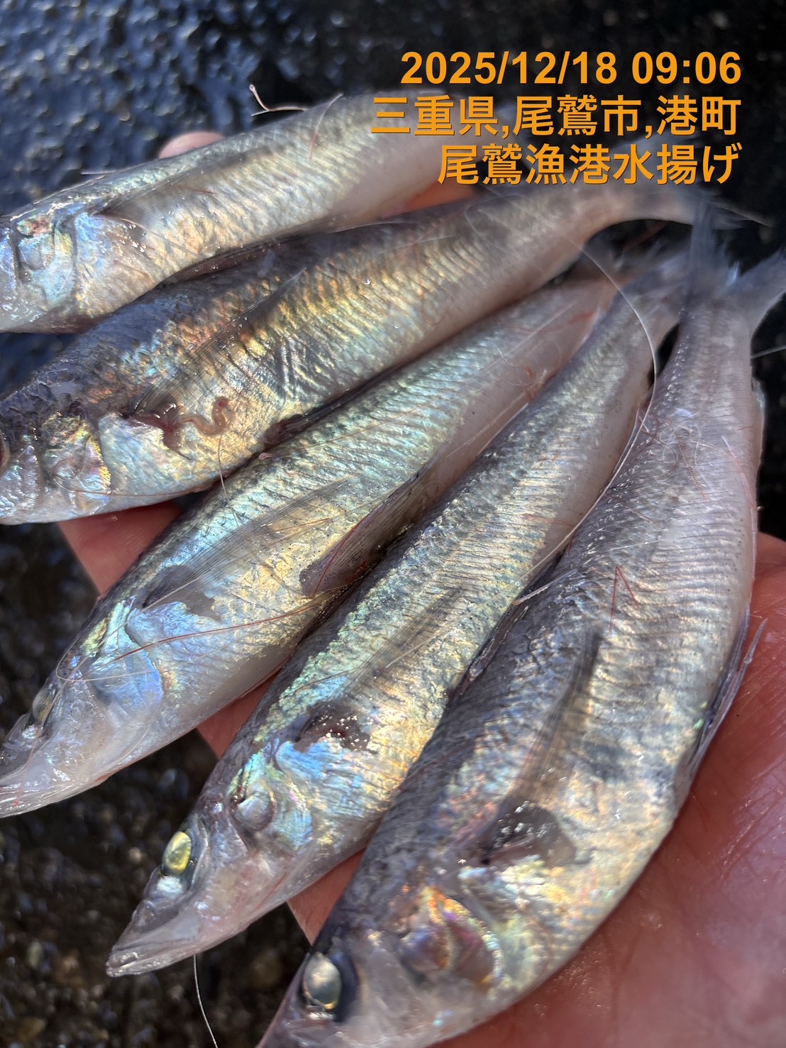 トモメヒカリ（底曳き）　小　５００ｇ　１セット　三重県尾鷲港