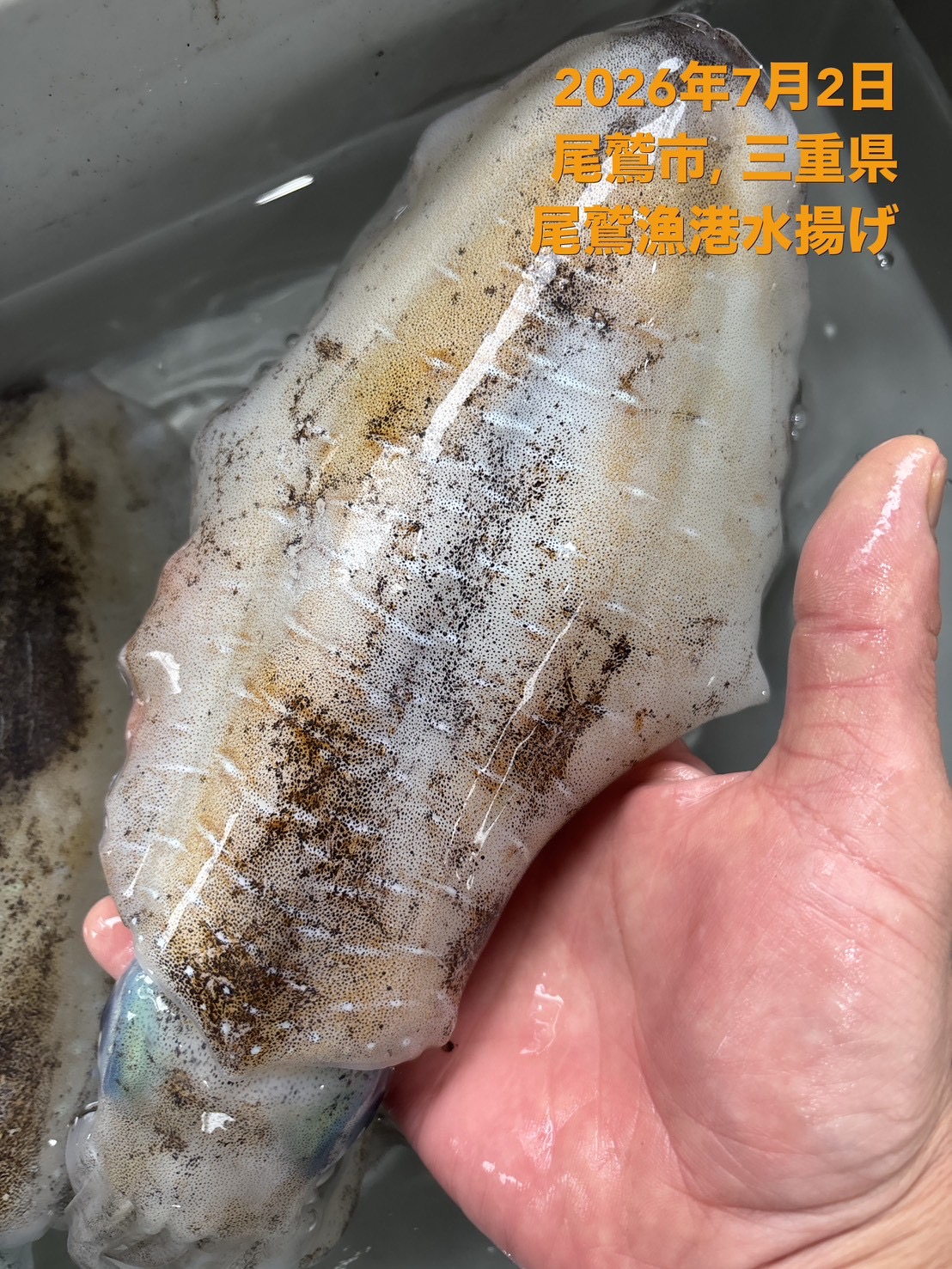 アオリイカ　約８００ｇ～１ｋｇ　１杯　三重県尾鷲港