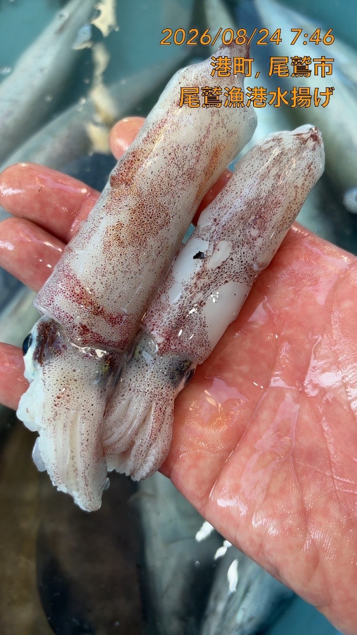 アカイカ　小　５００ｇ　１セット　三重県尾鷲港