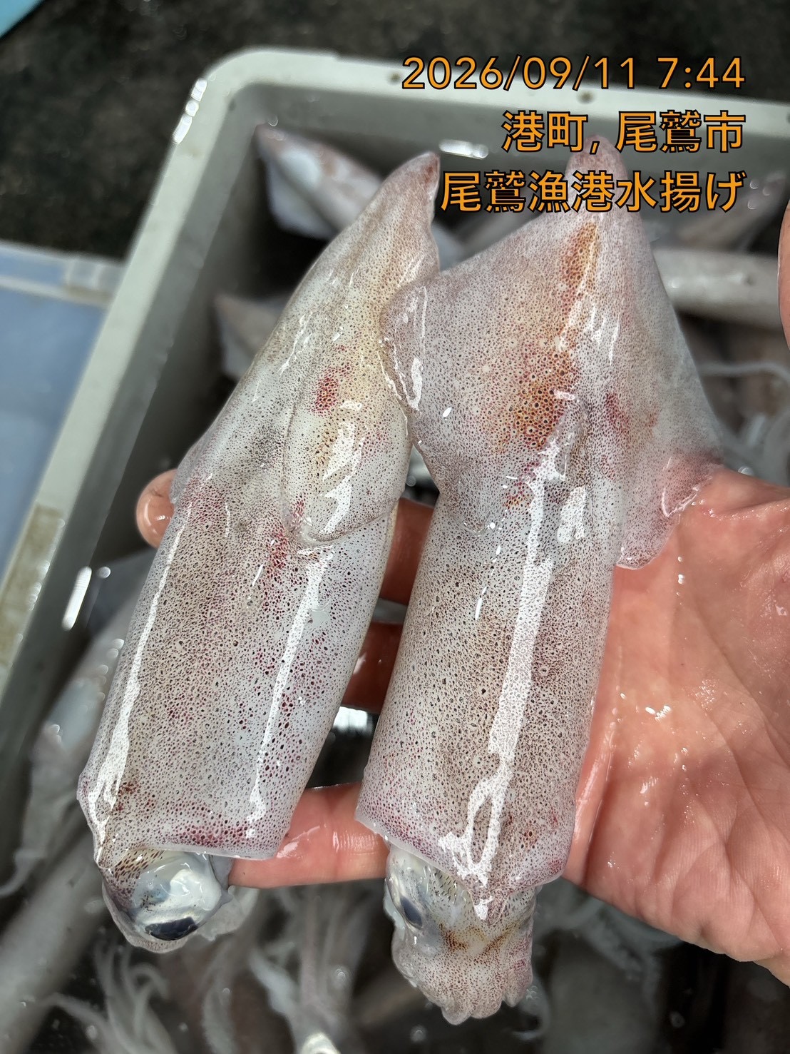 アカイカ　中　５００ｇ　１セット　三重県尾鷲港