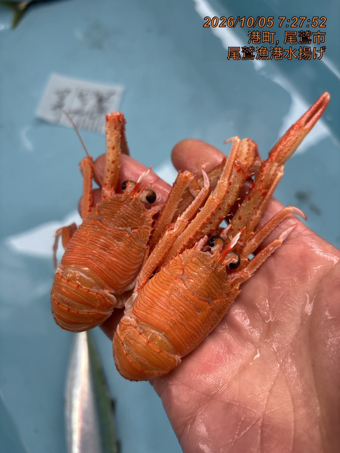 クモエビ（オオコシオリエビ）　中　５００ｇ　１セット　三重県尾鷲港