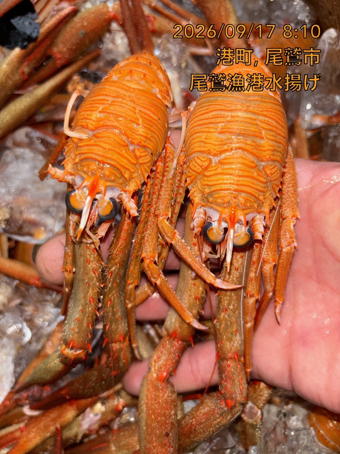 クモエビ（オオコシオリエビ）　大　５００ｇ　１セット　三重県尾鷲港