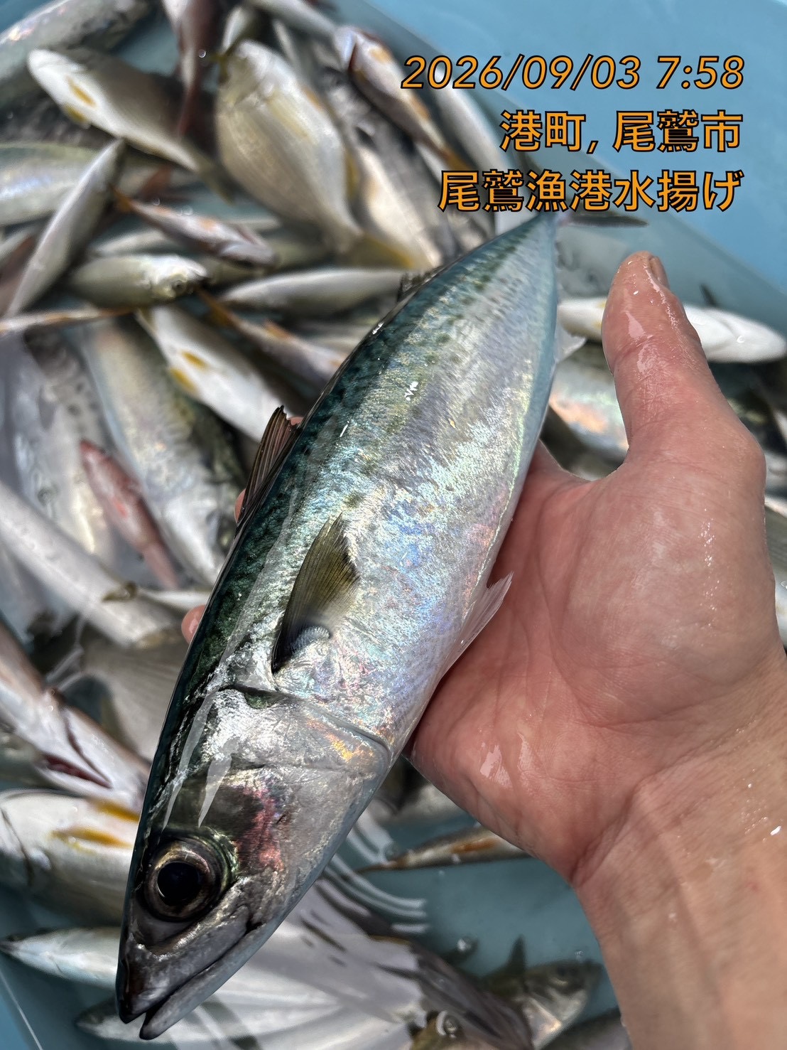 ゴマサバ　約６００ｇ～７００ｇ　１尾　三重県尾鷲港