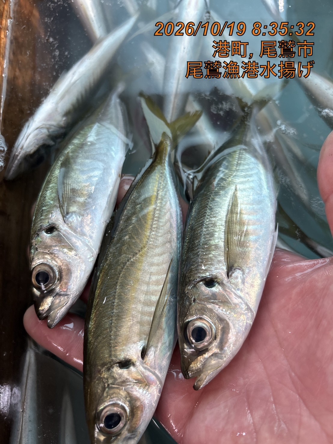 小アジ（１尾約４０～７０ｇ）　計５００ｇ　１セット　三重県尾鷲港