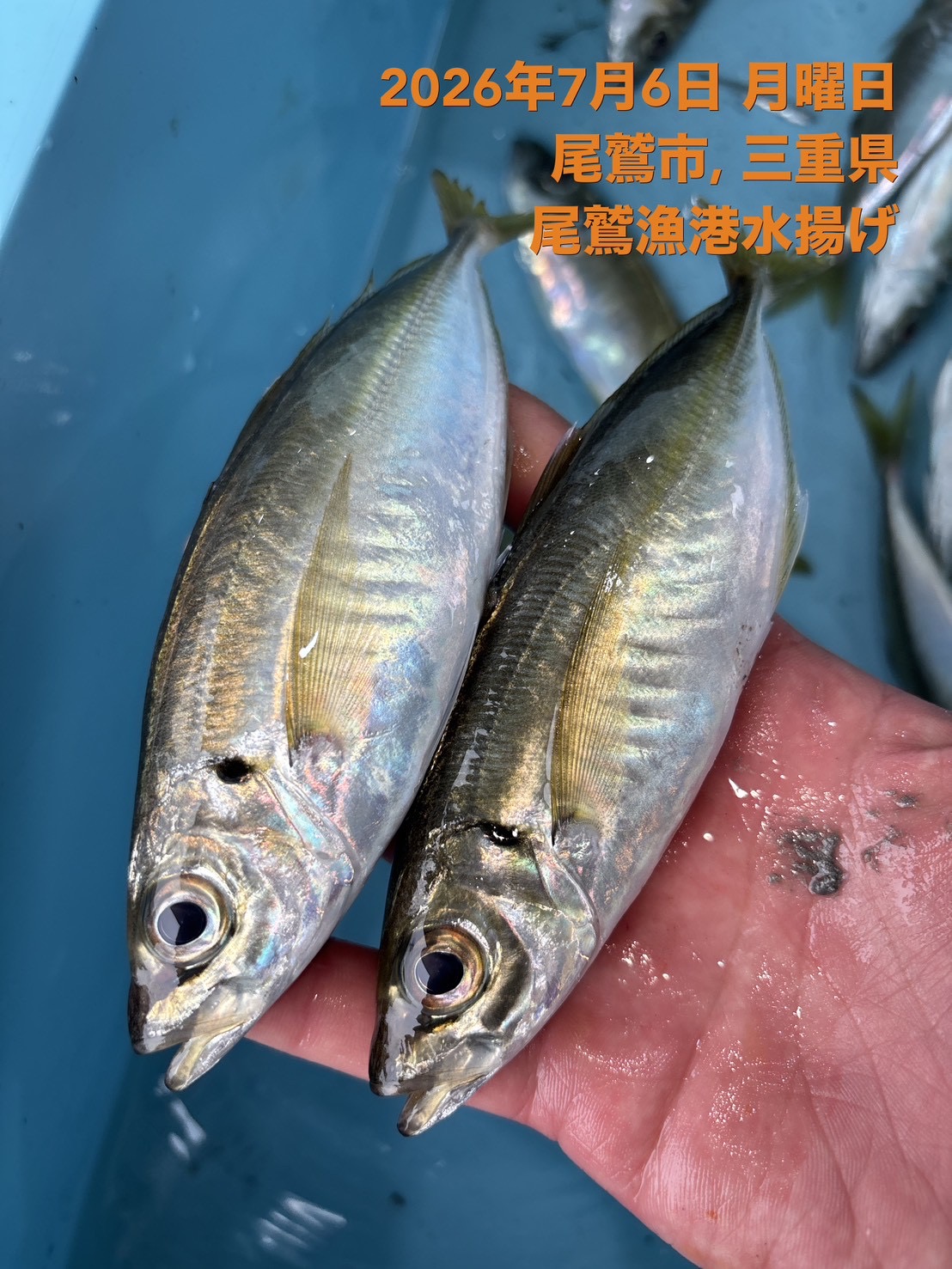 マアジ（１尾約９０ｇ～１２０ｇ）　計１ｋｇ　１セット　三重県尾鷲港
