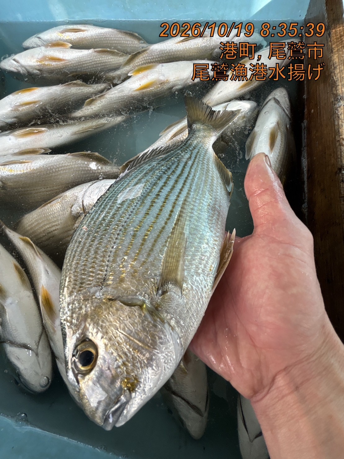 ヘダイ　約４００ｇ～６００ｇ　１尾　三重県尾鷲港
