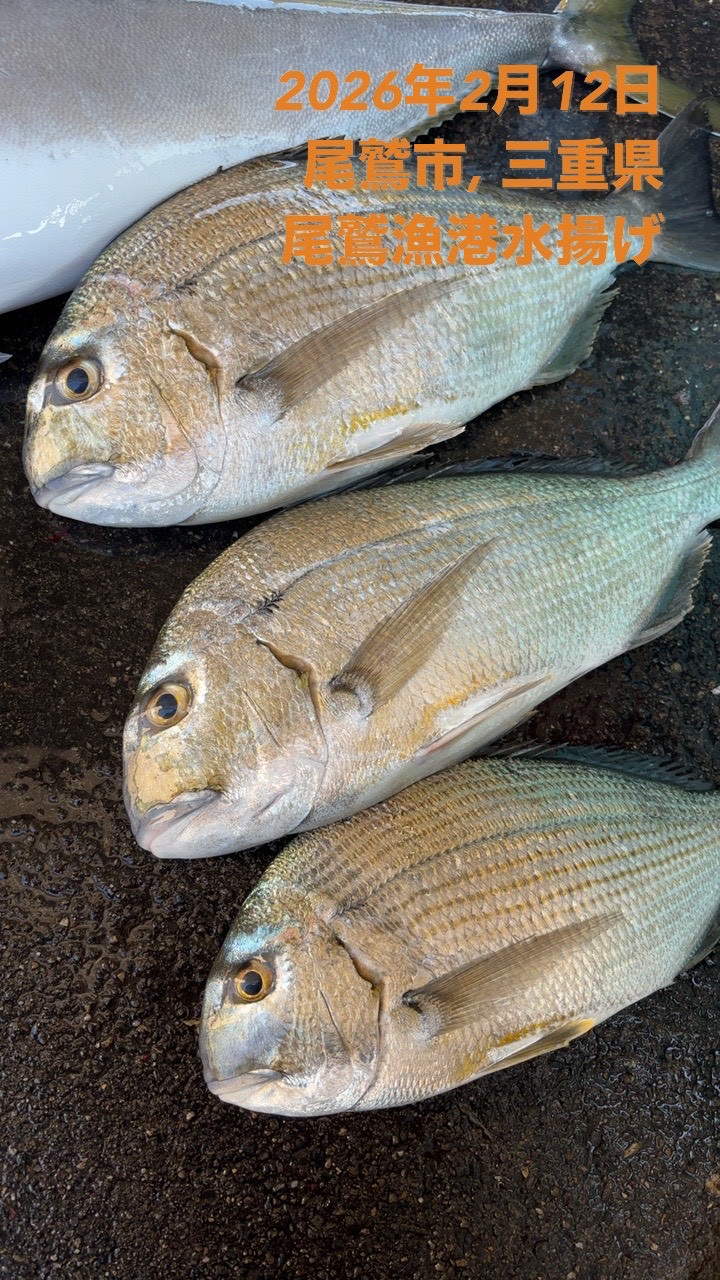 ヘダイ　約９００ｇ～１．２ｋｇ　１尾　三重県尾鷲港