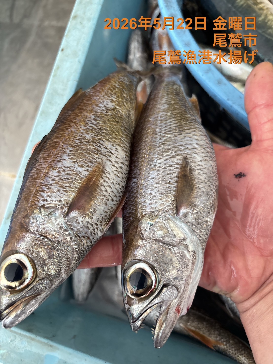 クロムツ（底曳き）　約１５０ｇ～２００ｇ　１尾　三重県尾鷲港