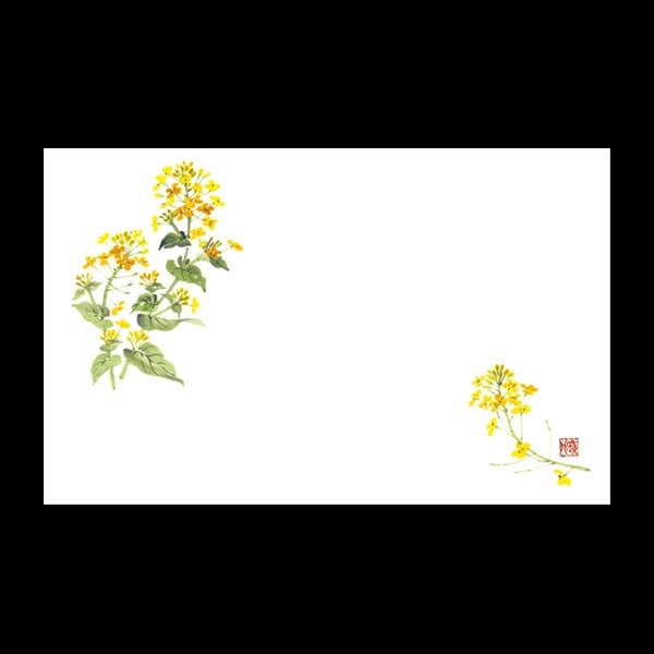 テーブルマット尺５＃１２６６　菜の花　１００枚入