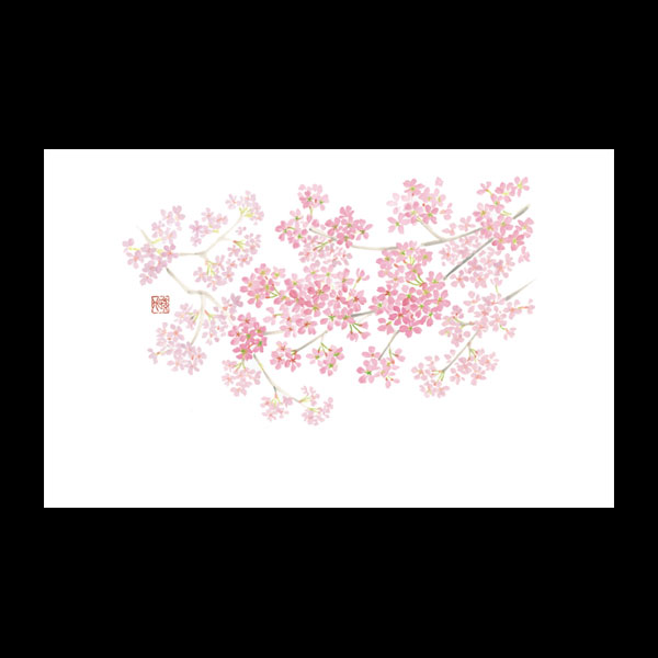 テーブルマット尺３＃３２０　桜満開　１００枚入