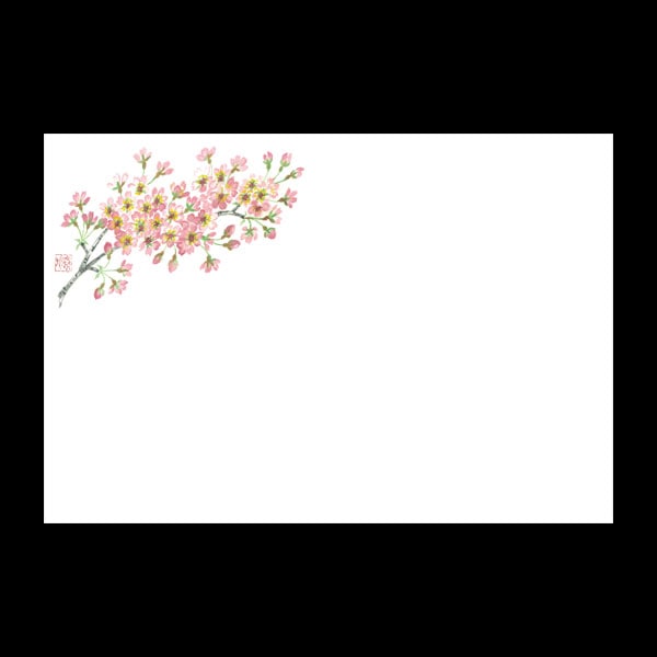 テーブルマット尺３＃４６４　ソメイヨシノ　１００枚入