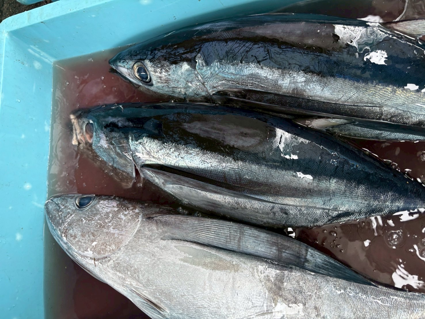 ビンチョウマグロ　約８～９ｋｇ　１尾　三重県尾鷲港