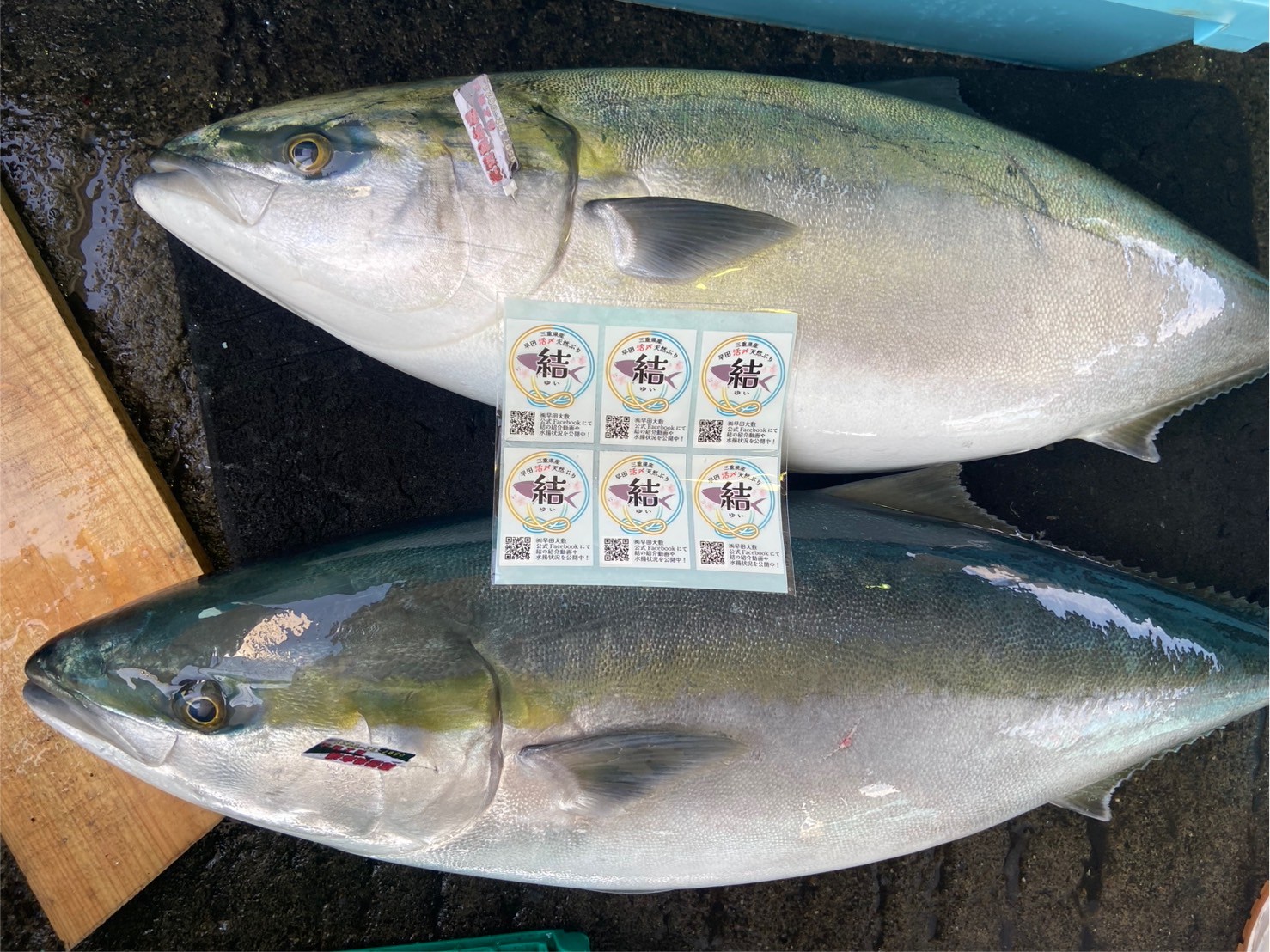 （活〆神経抜き）天然ブリ「結」　約１０ｋｇ～１１ｋｇ　１尾　三重県尾鷲港