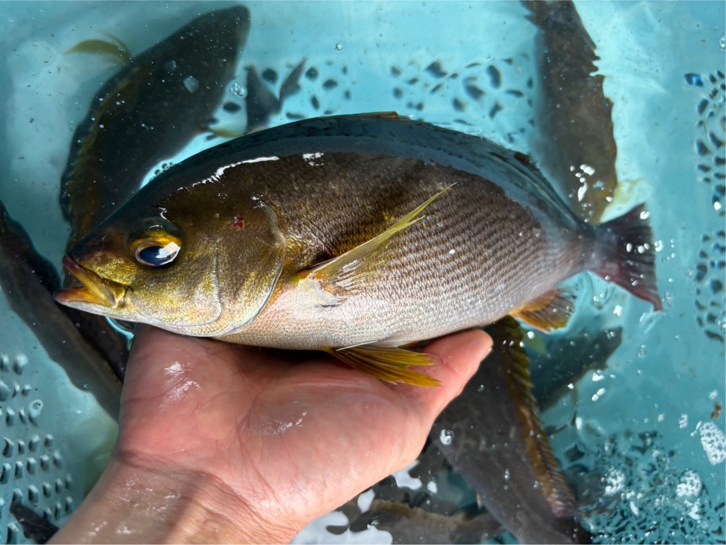 （活〆神経抜き）イサキ　約５００ｇ～６００ｇ　１尾　三重県尾鷲港