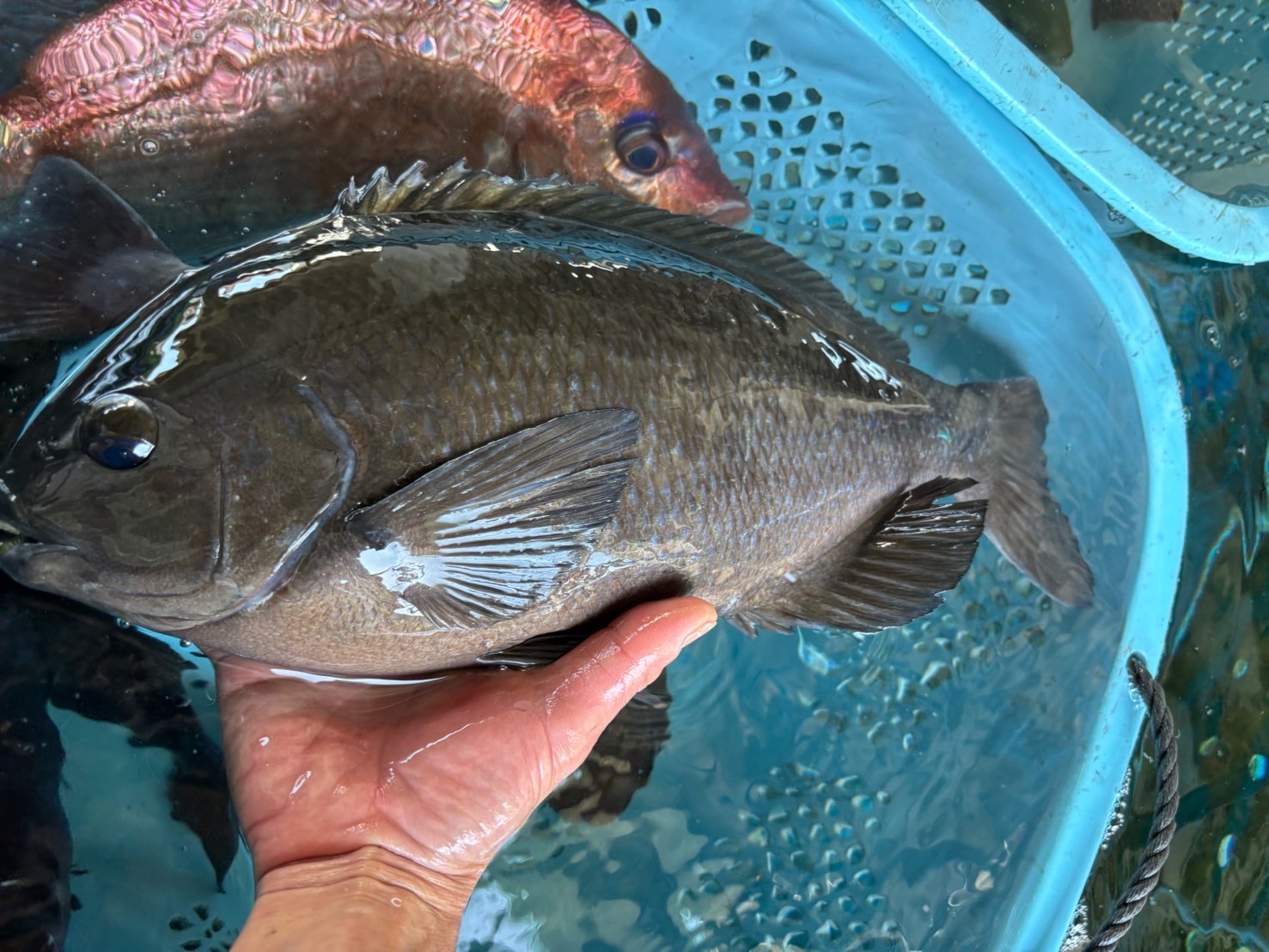 （活〆神経抜き）メジナ　約１．３ｋｇ～１．５ｋｇ　１尾　三重県尾鷲港