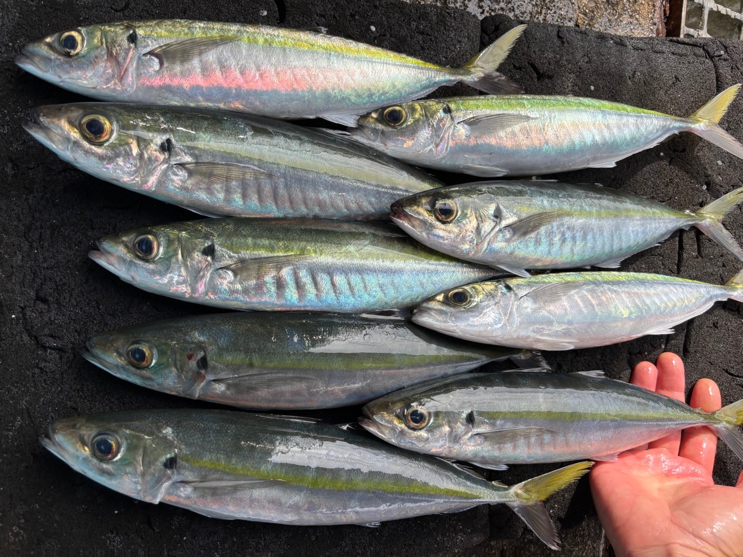 キンムロアジ　約６００ｇ～８００ｇ　１尾　三重県尾鷲港