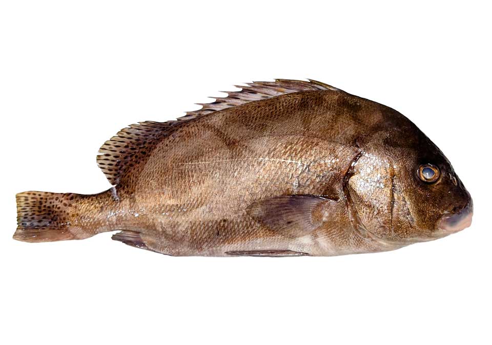 （活〆神経抜き）　コショウダイ　約１．５～２．０ｋｇ　１尾　三重県尾鷲港